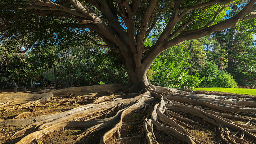 A banyan tree with its bark and roots