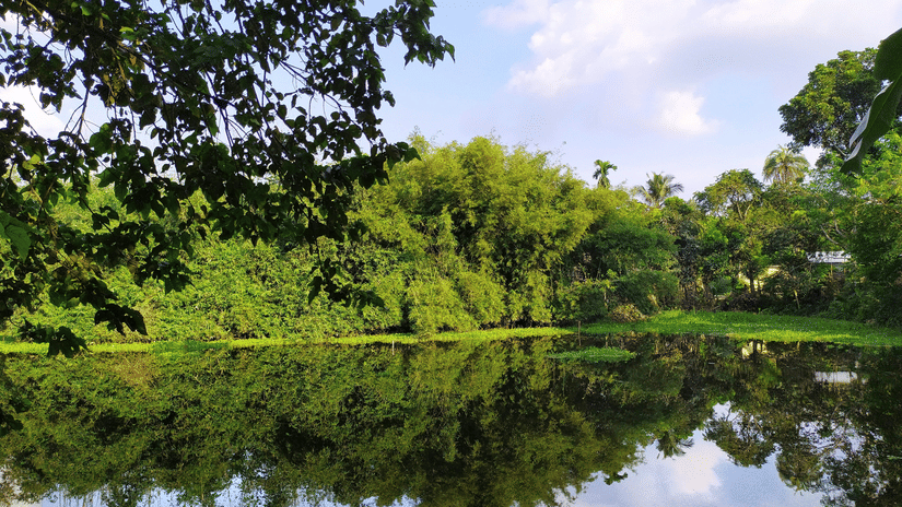 A still lake bordered by dense green trees, reflecting the clear blue sky