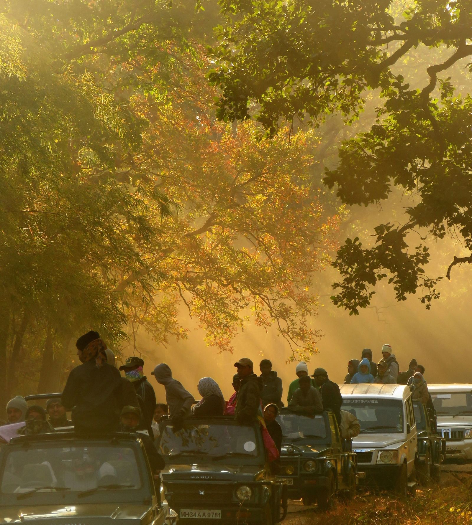 A group of tourists standing on jeeps waiting to spot an animal during a safari in Tadoba National Park.