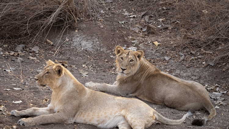  The sub-adult and female of the Rantanguna pride