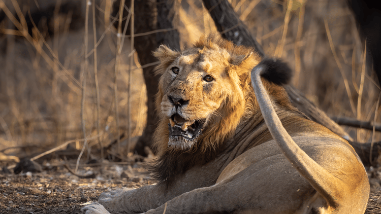 Billiwada male - one of the intruders