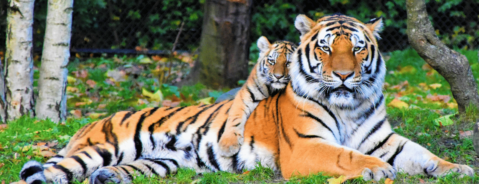 A tiger resting on the grass with a cub laying on it in a forested area with trees in the background.