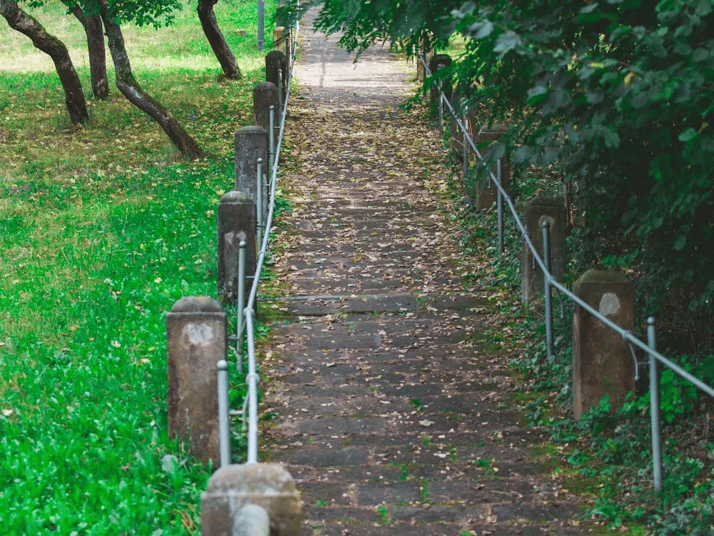 A stone pathway through a garden area.