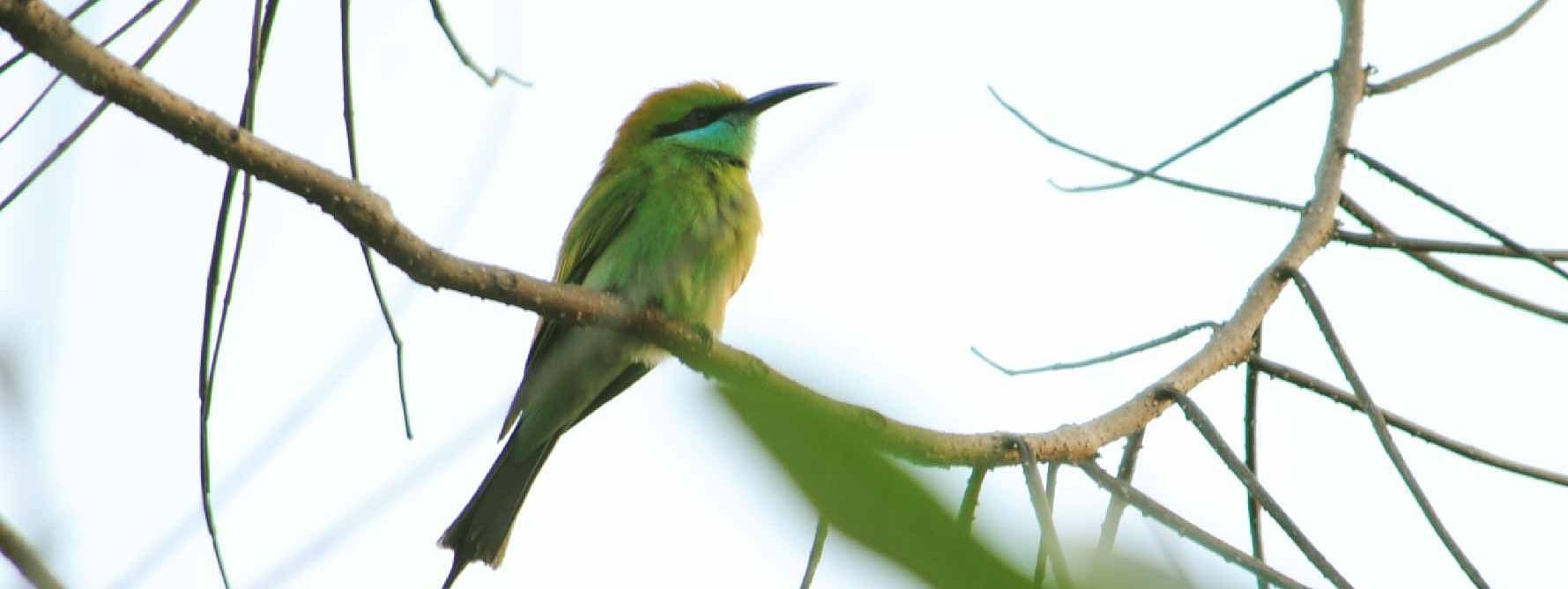 Close-up of a bird perched on a branch in the greenery around Karma Chalets.