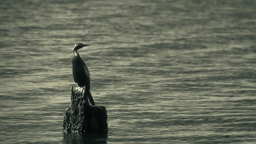 ashish-ab-NA432Hu0SbI-unsplash