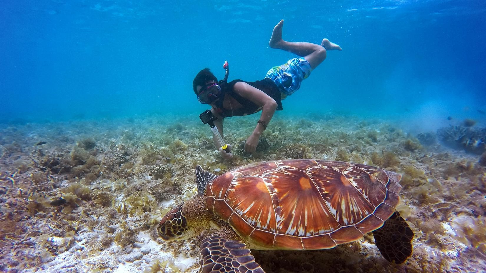 A person snorkelling underwater alongside a turtle.