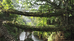Root bridges in Meghalaya