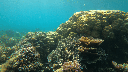 Sunlight filters through the water's surface onto a diverse and healthy tropical coral reef.