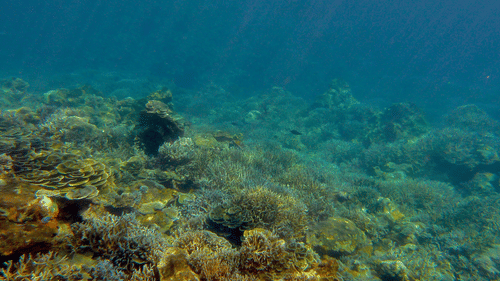 Shallow underwater coral bed with clear visibility and natural light at Barren Island experienced through Barefoot Scuba Resort.