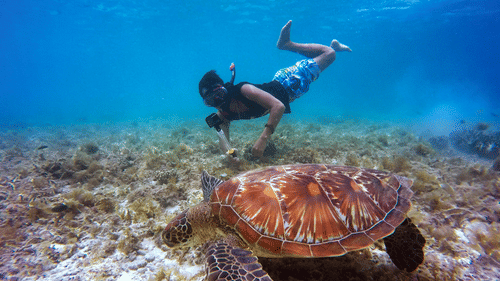 A person snorkelling underwater alongside a turtle with vegetation on the floor.