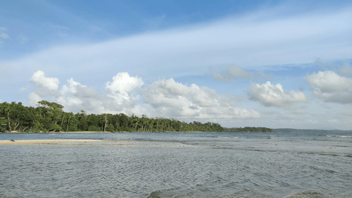 Scenic view of a beach with the background of trees and blue sky