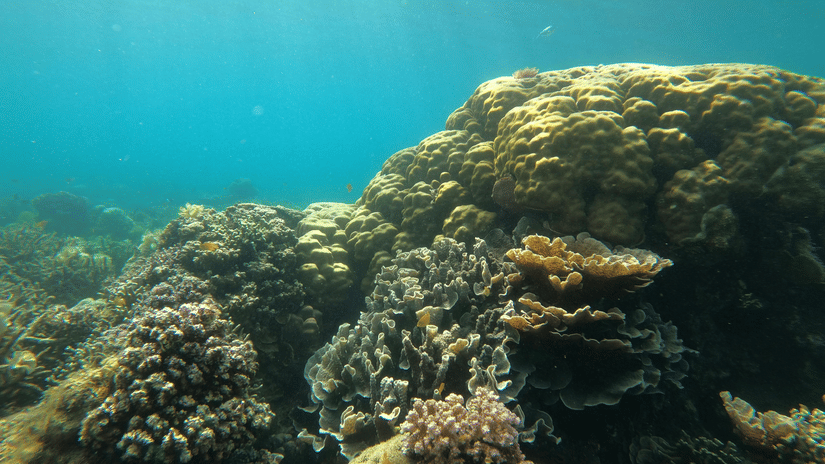 Sunlight filters through the water's surface onto a diverse and healthy tropical coral reef.