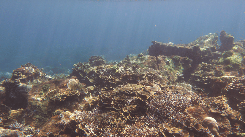 Underwater reef landscape with rocky seabed and marine growth near Barren Island explored with Barefoot Scuba Resort.