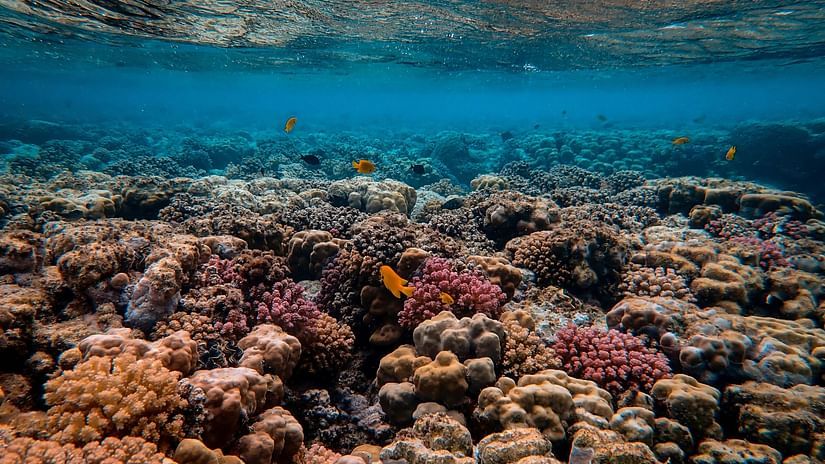 Colorful coral reef with vibrant orange fish swimming in clear blue water.