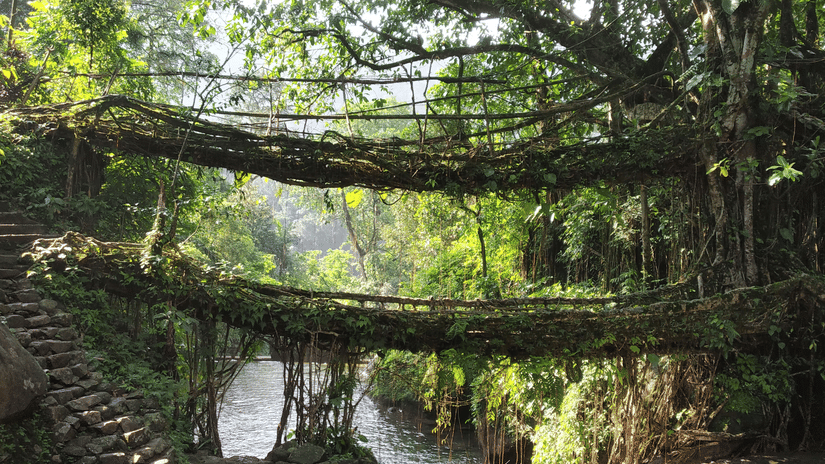 Double-decker living root bridge near Cherrapunji formed by intertwined ficus roots spanning a small stream in dense green rainforest.