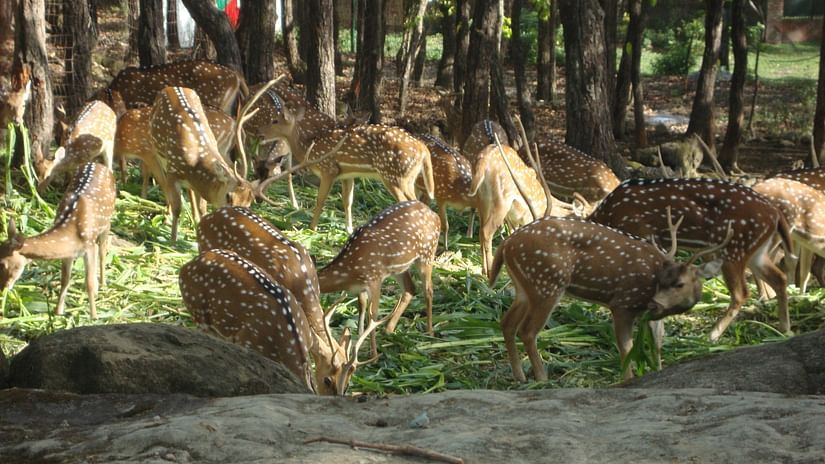 A group of deers grazing in a open field