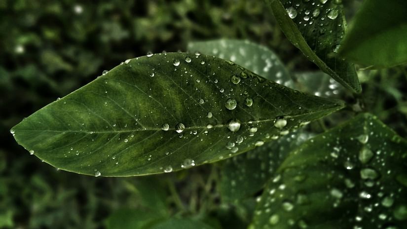 a leaf with water droplets on it with the background being blurred