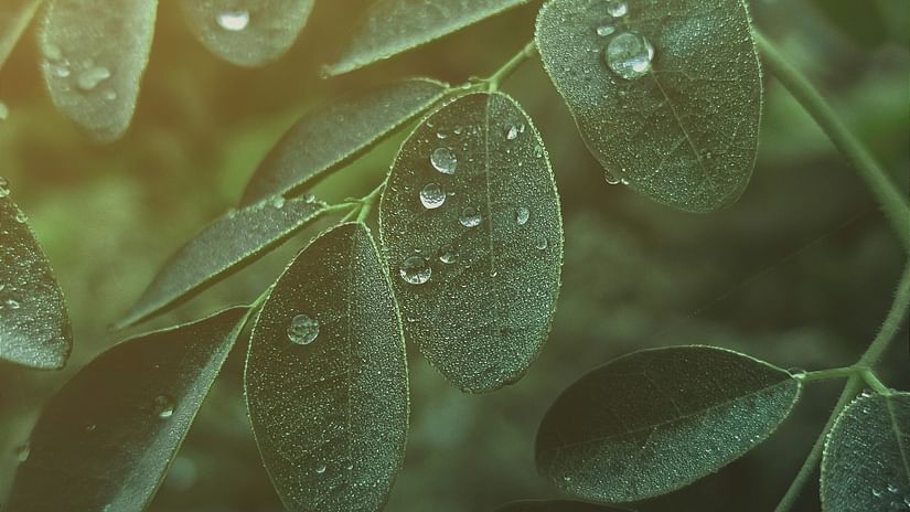rain droplets on leaves