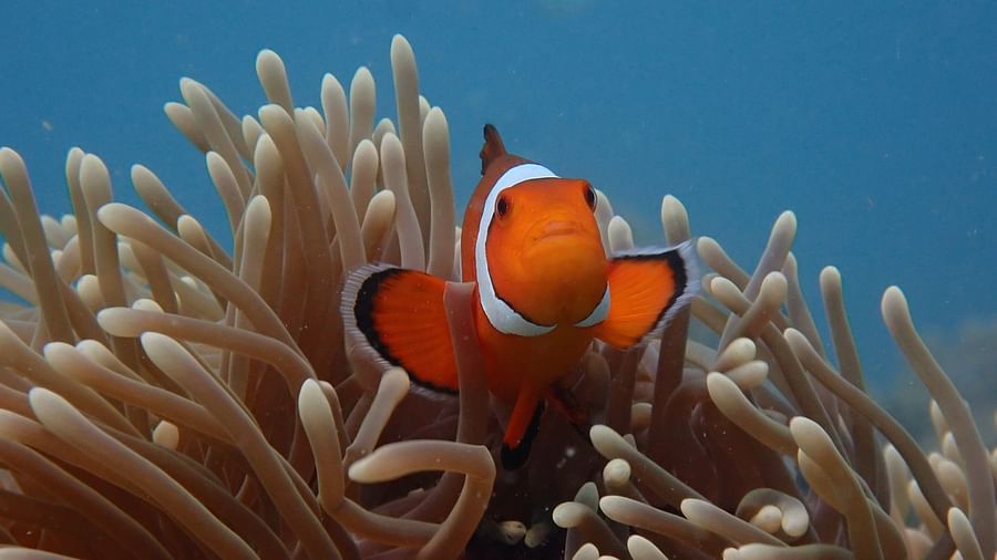 Nemo Reef 210221