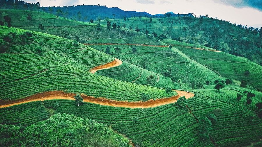 tea plantation in Sri Lanka