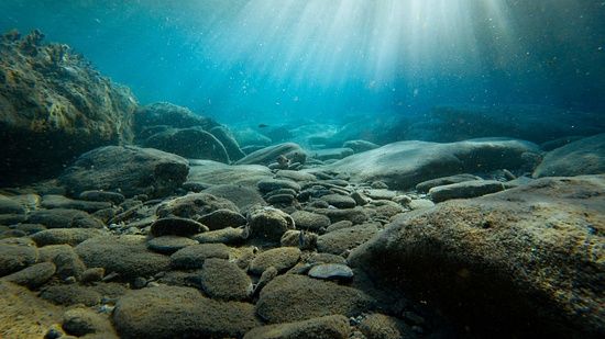 Silver Sand Hotels and Resorts - image of pebbles and plants under the sea