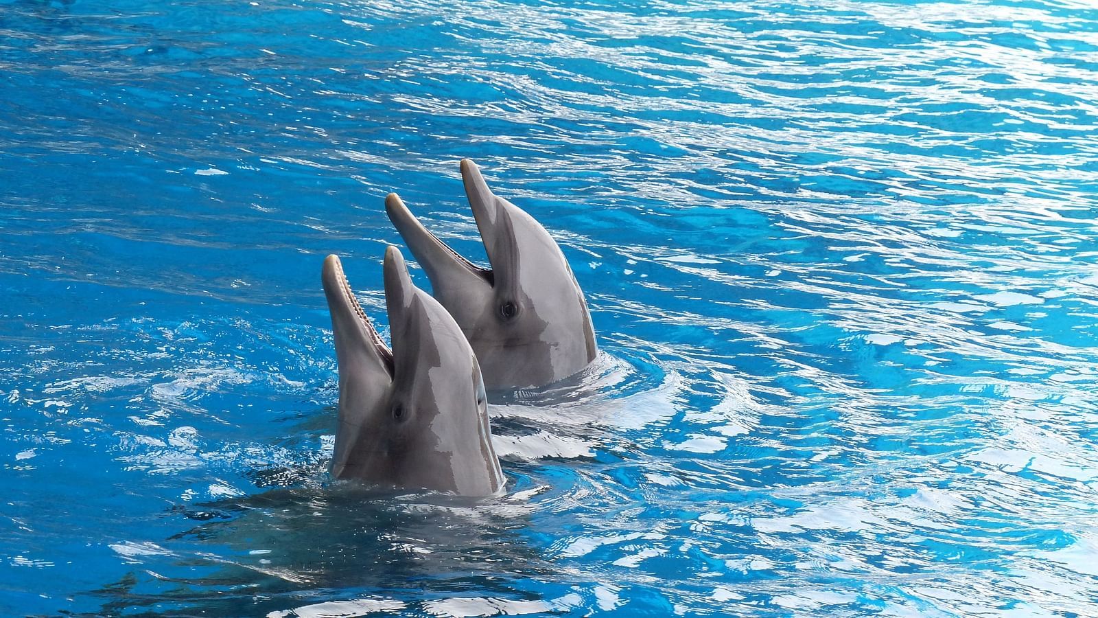 Two dolphins playing while being in a waterbody during a dolphin watching tour.