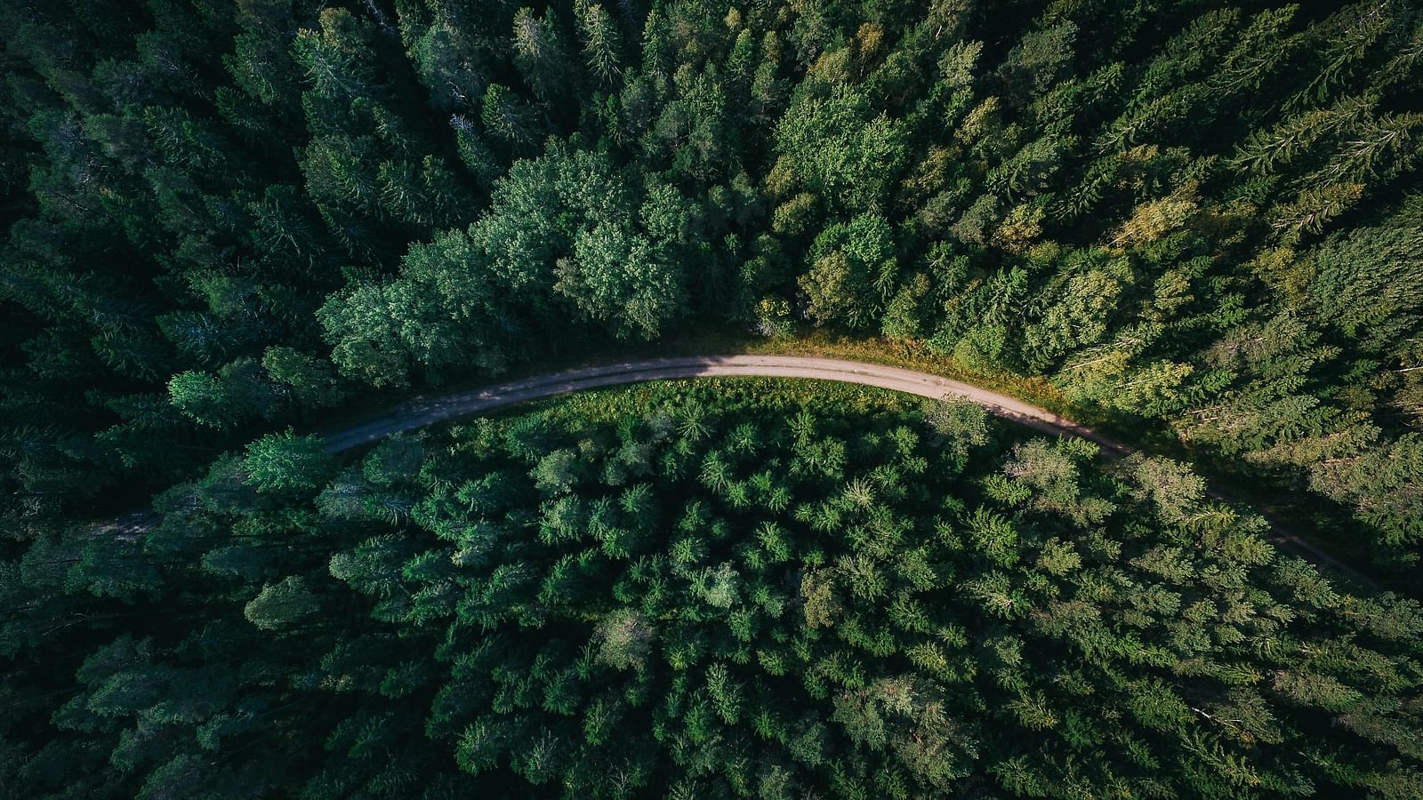 An aerial view of a solitary winding road in between a pine forest.