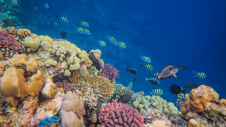 A school of small yellow and black fish swimming near a vibrant coral reef in clear blue ocean water.