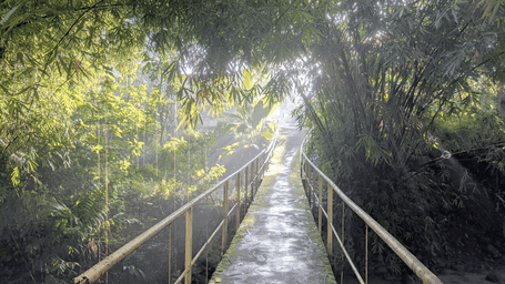 Concrete footbridge with metal railings leading through a misty bamboo grove, sunlight breaking through tall stalks and leaves overhead.