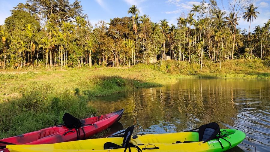 Two colourful kayaks resting on the riverbank in a tranquil forest setting with tall palm trees - Evergreen County