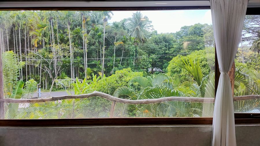 Yellowfin-3 - a window and outside view visible through it, greenery oustide.