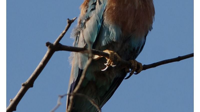 Birds at Shaheen Bagh Resort one of the best resorts in dehradun 