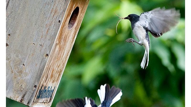 Birds at Shaheen Bagh Resort one of the best resorts in dehradun 