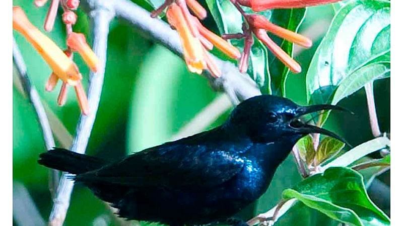Birds at Shaheen Bagh Resort one of the best resorts in dehradun 