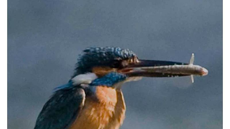 Birds at Shaheen Bagh Resort one of the best resorts in dehradun 