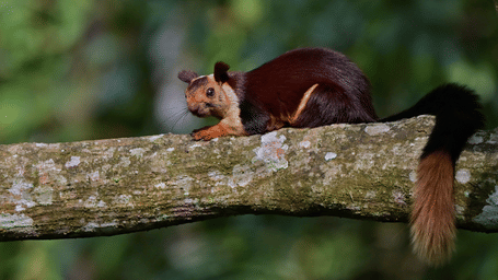 Malabar Giant Squirrel
