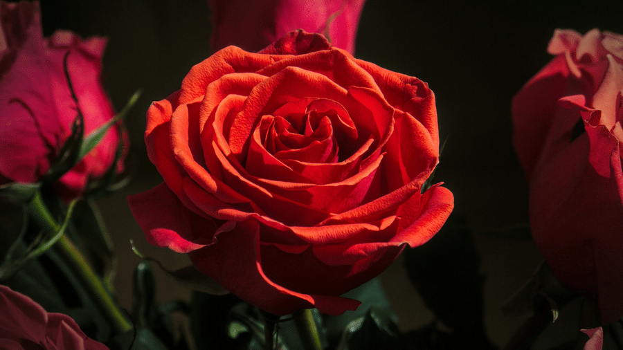 Close-up view of a blooming rose with several other rosebuds visible in the softly lit background.