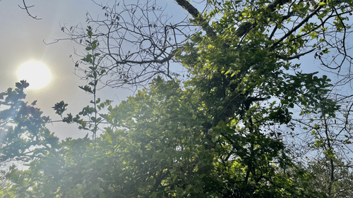 view of the trees with the sun blaring during daytime