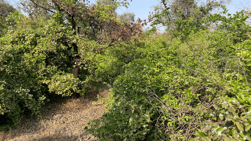a green forest during daytime