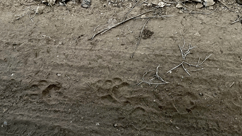 paw prints of a lion on a sandy trail