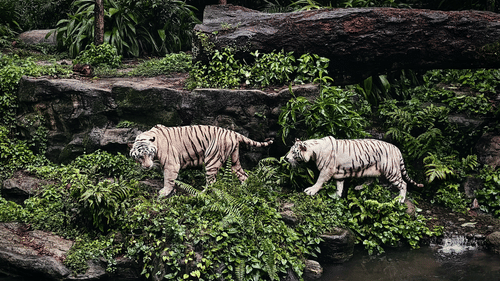 Two magnificent white tigers with dark stripes walk near a stream, surrounded by dense, lush, green vegetation.