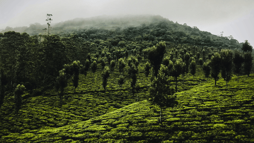 An overview of a tea estate with mist covering the top of the hill.