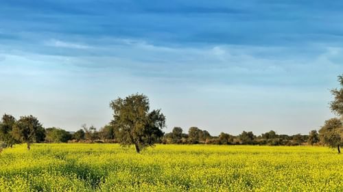 grassland under the blue sky