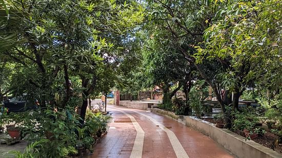 Walkway covered with trees 