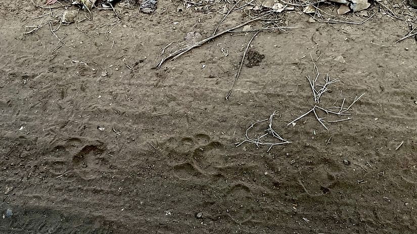 paw prints of a lion on a sandy trail