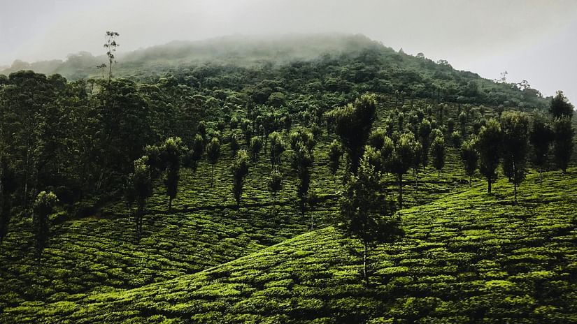an overview of a tea estate with mist covering the top of the hill