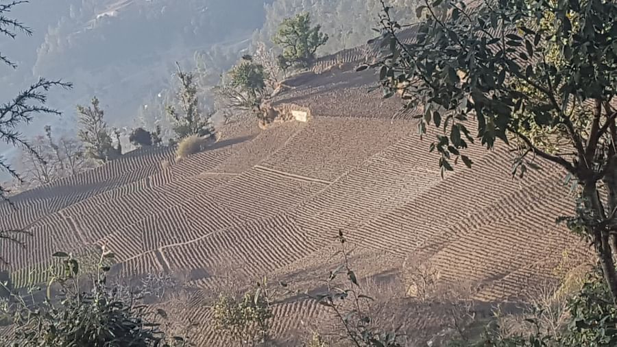 A serene hillside view, revealing sparse vegetation clinging to the slopes, with a distant tree line creating a natural boundary against the horizon