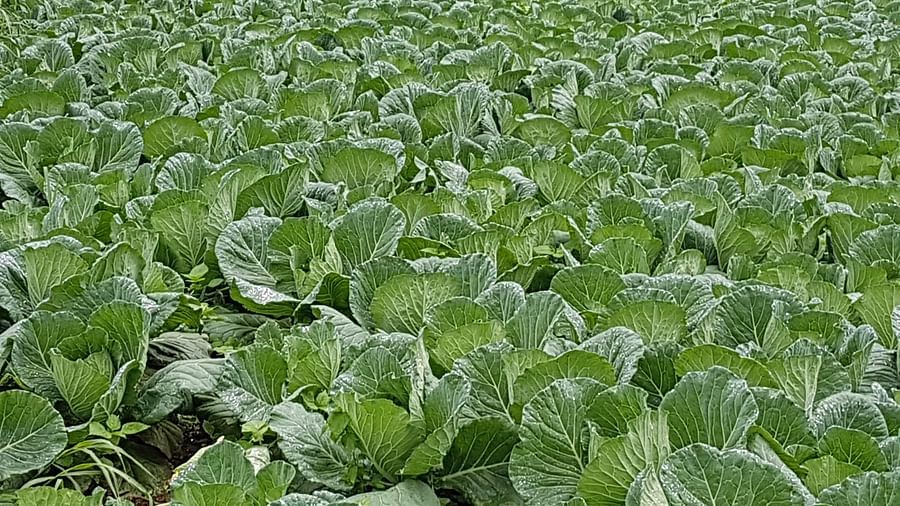 A lush field filled with vibrant, leafy green vegetables, possibly collard greens, thriving in the fertile soil, offering a glimpse of the region agricultural richness