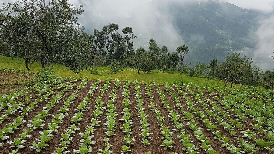 A verdant field of young plants extends into the distance, framed by a misty mountain landscape, creating a tranquil scene of nature's harmony and resilience