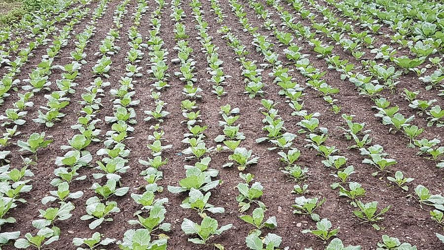Neatly arranged rows of young, vibrant plants stretch across a well-cultivated field, showcasing the promise of growth and abundance in the fertile soil